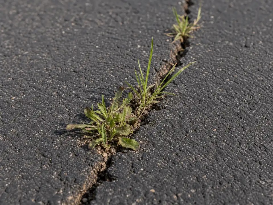 Close-up of green weeds sprouting from a narrow asphalt crack